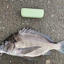 バラした魚は大きい！