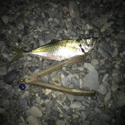 フロートリグで尺アジGET