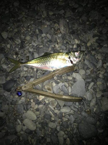 フロートリグで尺アジGET