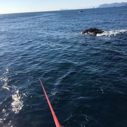 たかたか釣り日記