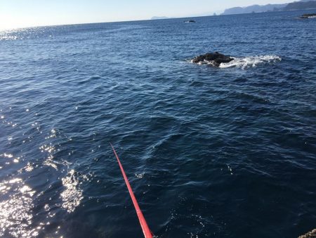 たかたか釣り日記