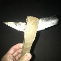 朝マズメのカマス釣り