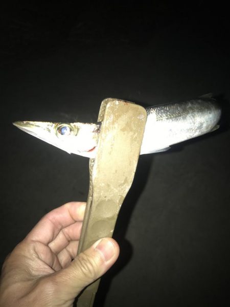 朝マズメのカマス釣り