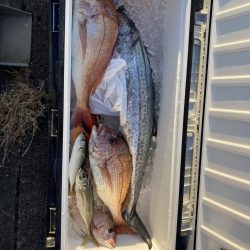 伊島近海でサワラ