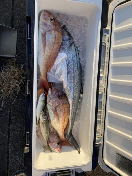 伊島近海でサワラ