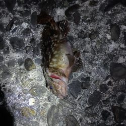 夜の前打ち　ガシラのみ