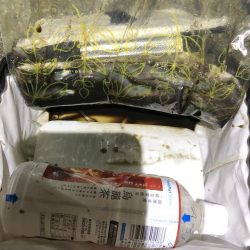 今日もヤリイカ