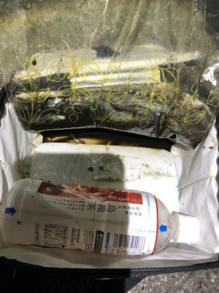 今日もヤリイカ