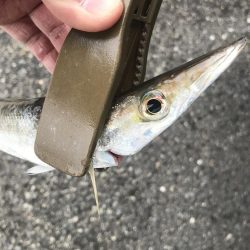 朝マズメのカマス釣り