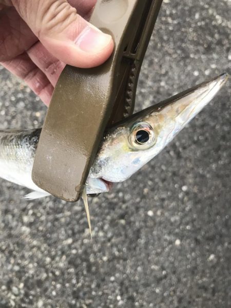 朝マズメのカマス釣り