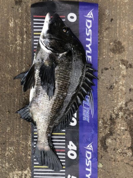 イチノ兄弟、釣果！