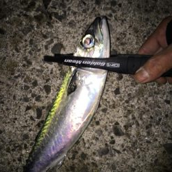 2022年釣り始めアジング