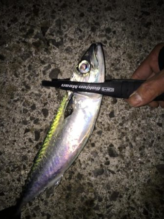 2022年釣り始めアジング