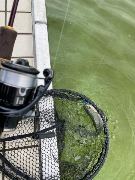 亀岡市で鱒釣り