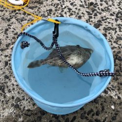 三種のアサリでカワハギ狙い！