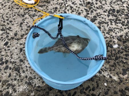 三種のアサリでカワハギ狙い！