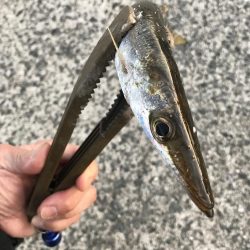 朝マズメのカマス釣り