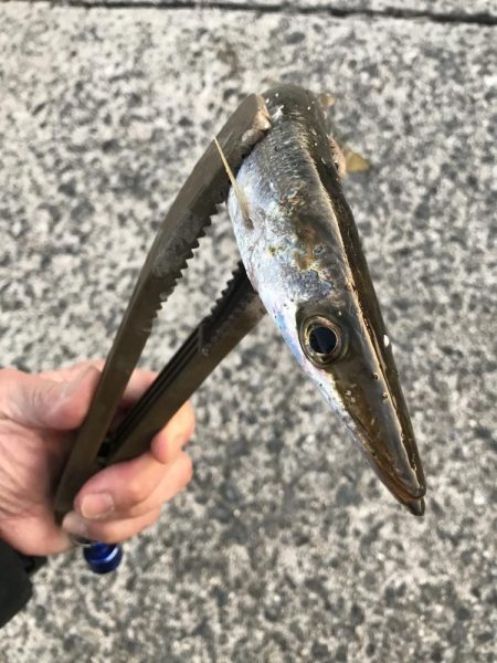 朝マズメのカマス釣り