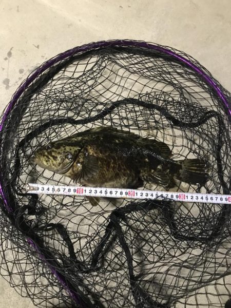 タケノコメバル初めて