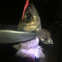 たかたか釣り日記〜メバル編〜