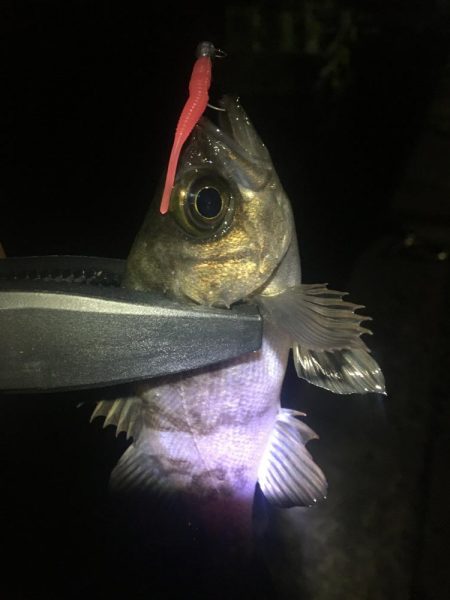 たかたか釣り日記〜メバル編〜