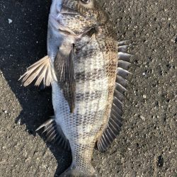 イチノ兄弟、釣果!