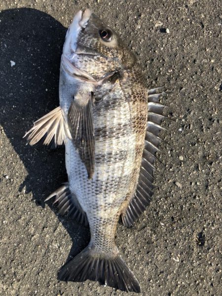 イチノ兄弟、釣果!