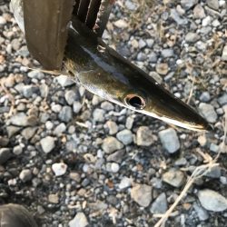 続、朝マズメのカマス釣り