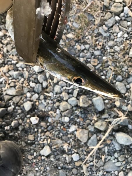 続、朝マズメのカマス釣り