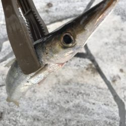 朝マズメのカマス釣り