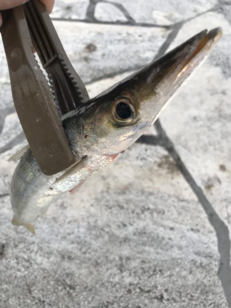 朝マズメのカマス釣り