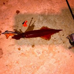 またまたヤリイカ