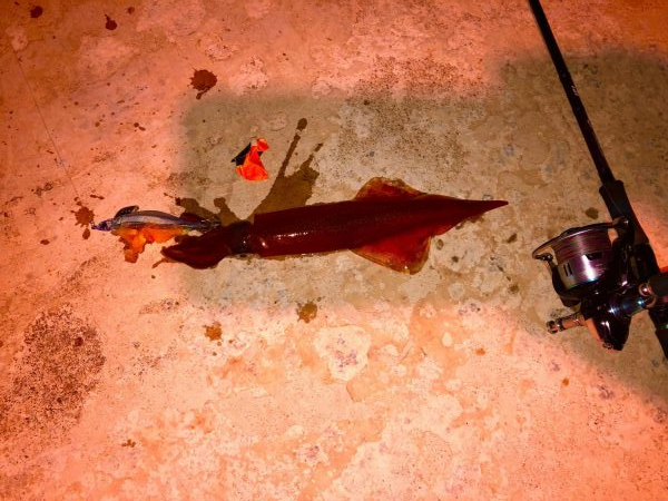 またまたヤリイカ