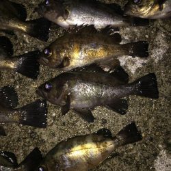 アジ・・・居ない。