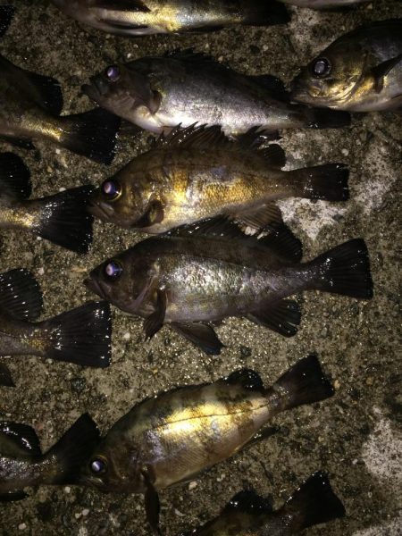 アジ・・・居ない。