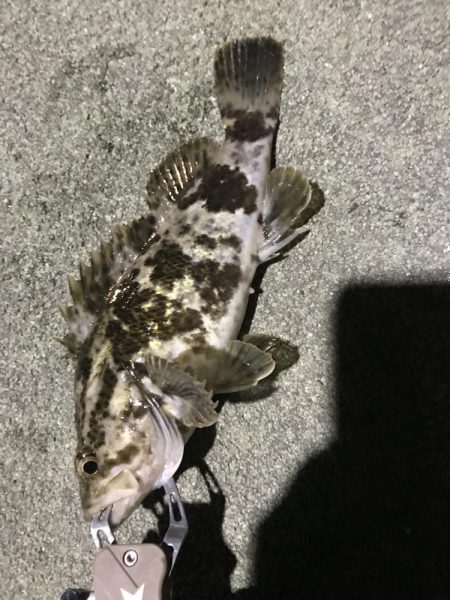 またあなたか〜