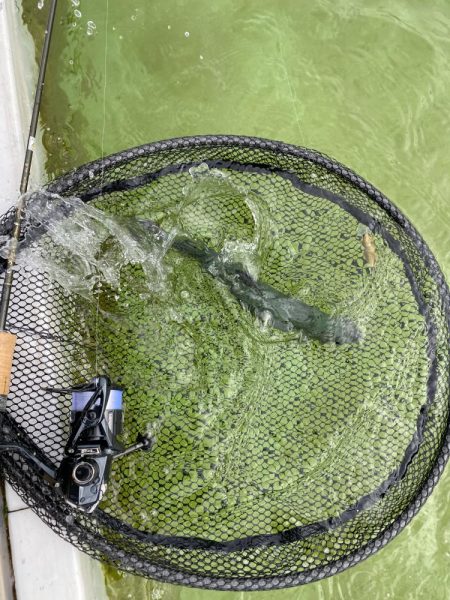 雪の舞う中エリアトラウト