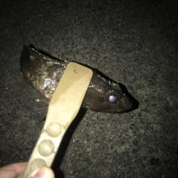 ライトワインドでヒラメGET