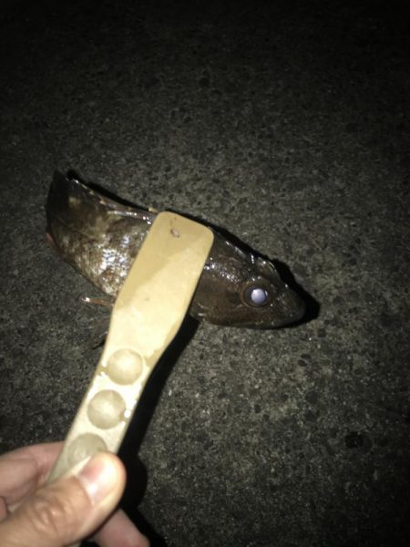 ライトワインドでヒラメGET