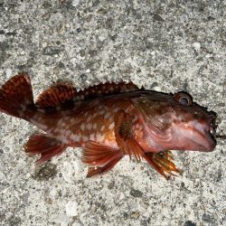 やっぱりガシリング