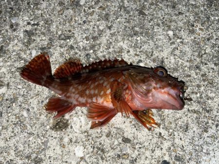 やっぱりガシリング