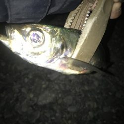 夕マズメのフロートアジング