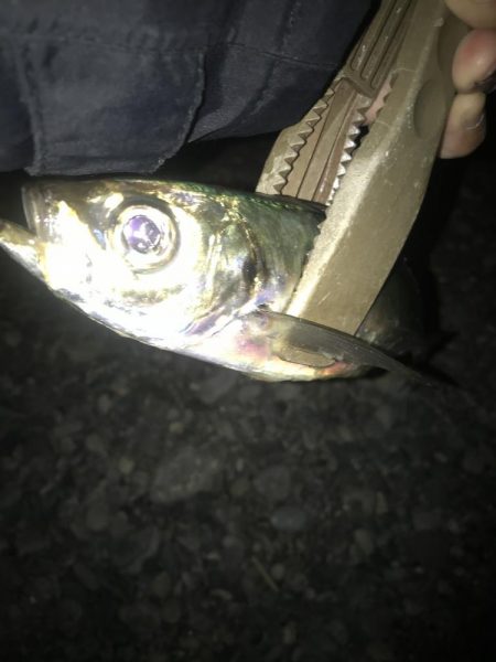 夕マズメのフロートアジング