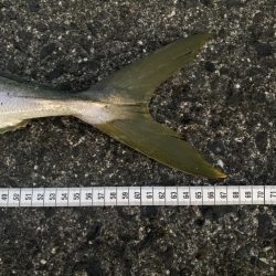 魚の影が薄〜くなってきた感じ(泣)