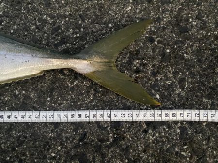 魚の影が薄〜くなってきた感じ(泣)