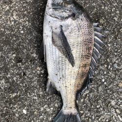 イチノ兄弟、釣果!