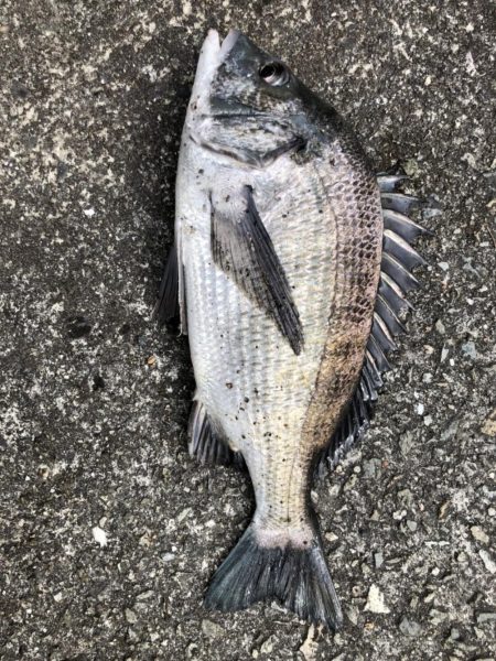 イチノ兄弟、釣果!