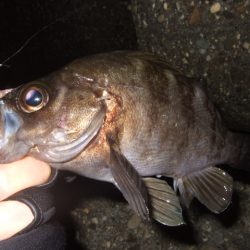 釣り始めライトゲーム