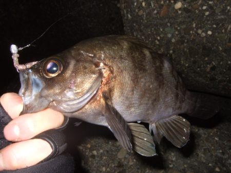 釣り始めライトゲーム