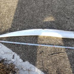 おせちの刺身ゲット！